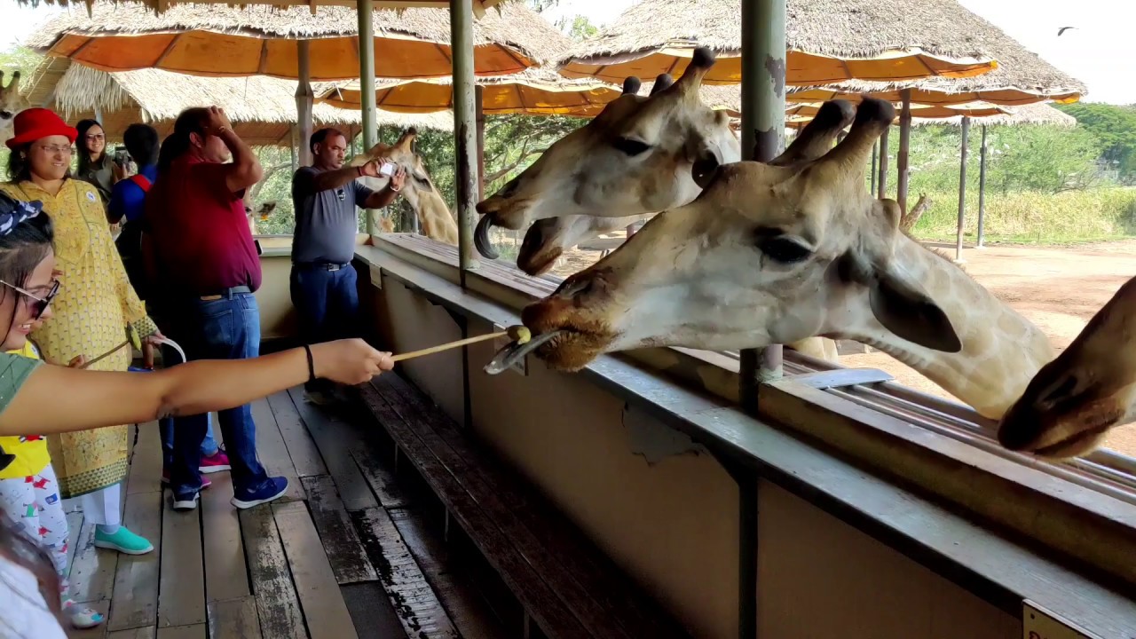 safari world animal feeding