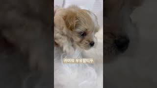 우유묻은 크림말티푸 #oldies #coversong #singer #song #vintage #강아지 #천안강아지분양 #puppy