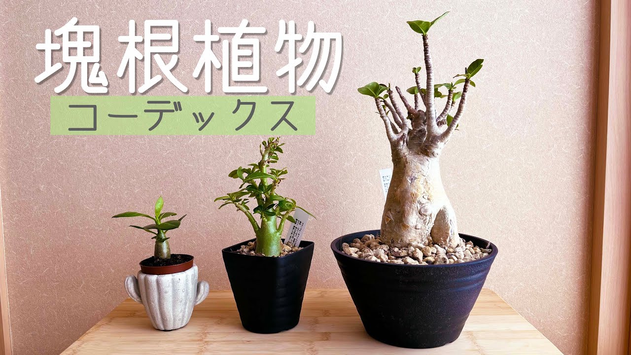 塊根植物】アデニウム オベスム /アラビカム 購入《コーデックス
