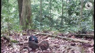 [🔴N CAM]   Puyuh Sengayan, Crested partridge (Rollulus rouloul)