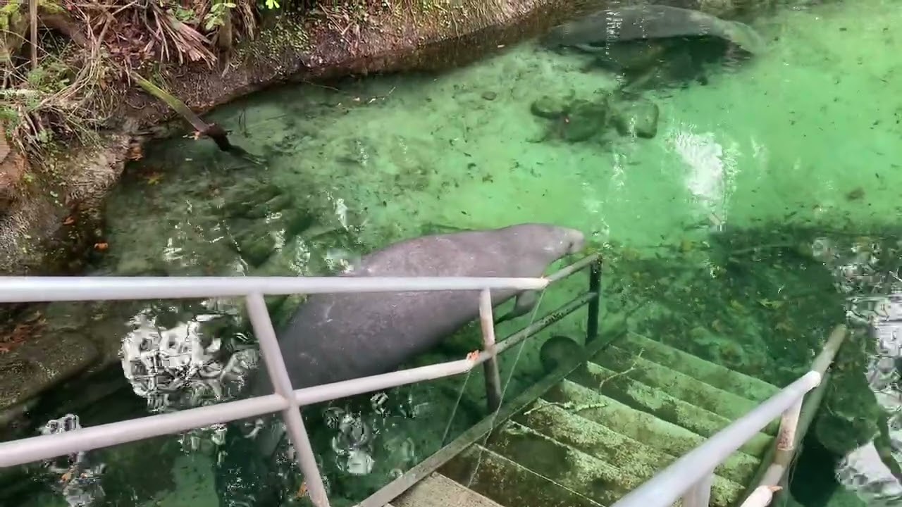 Another little manatee edit I am playing with.