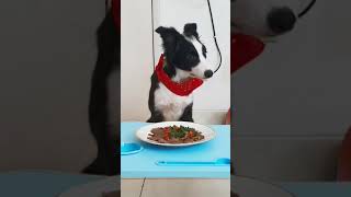border collie puppy patience test