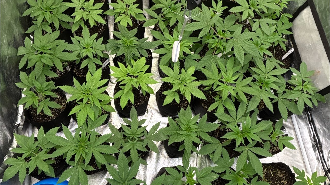 Обновленная информация о рассаде