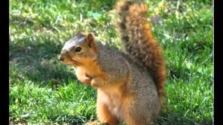 Fox Squirrel Facts Facts About Fox Squirrels