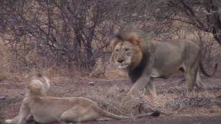 Lioness Roars & Reunites With 2 Male Lions Kruger National Park