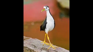 Best birds series episode 3...white breasted waterhen....#bestbirds #series #epi3 #royalqueen #birds