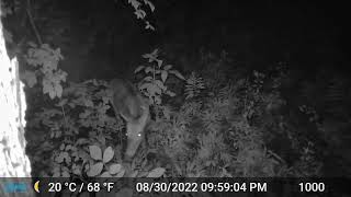 camera 1 - 8/30/22 - 9:58PM - Deer - Stud