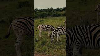 60 Seconds of Africa: Exploring the Continent's Most Iconic Animals