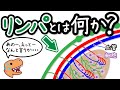 【意外と知らない】血液機能を補うリンパと免疫の仕組み【小学生でもわかる】
