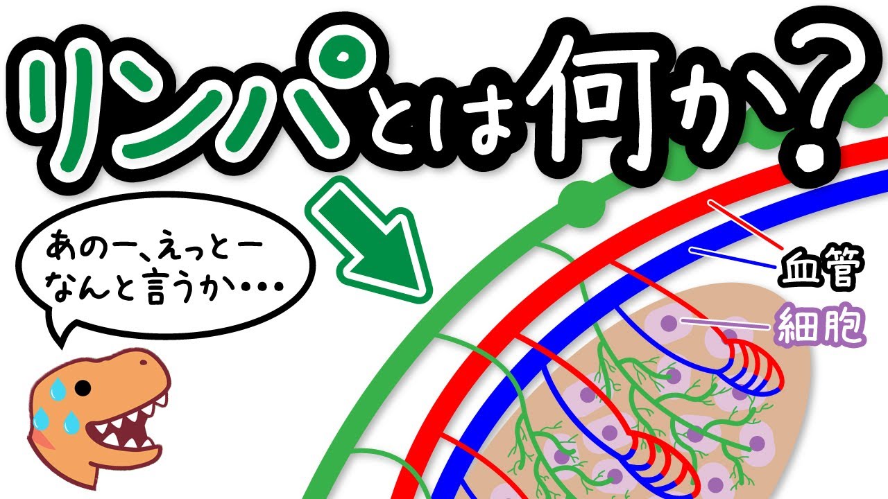 【意外と知らない】血液機能を補うリンパと免疫の仕組み【小学生でもわかる】