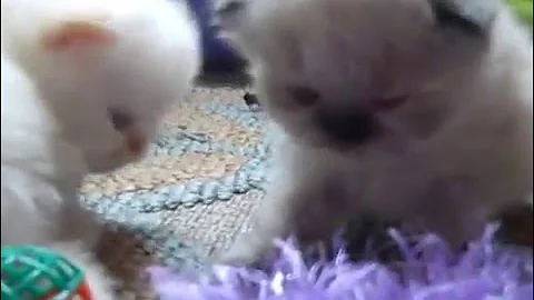 Video 6780051: playful himalayan persian kittens, himalayan female