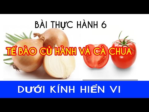 Video: Cà Chua Bào