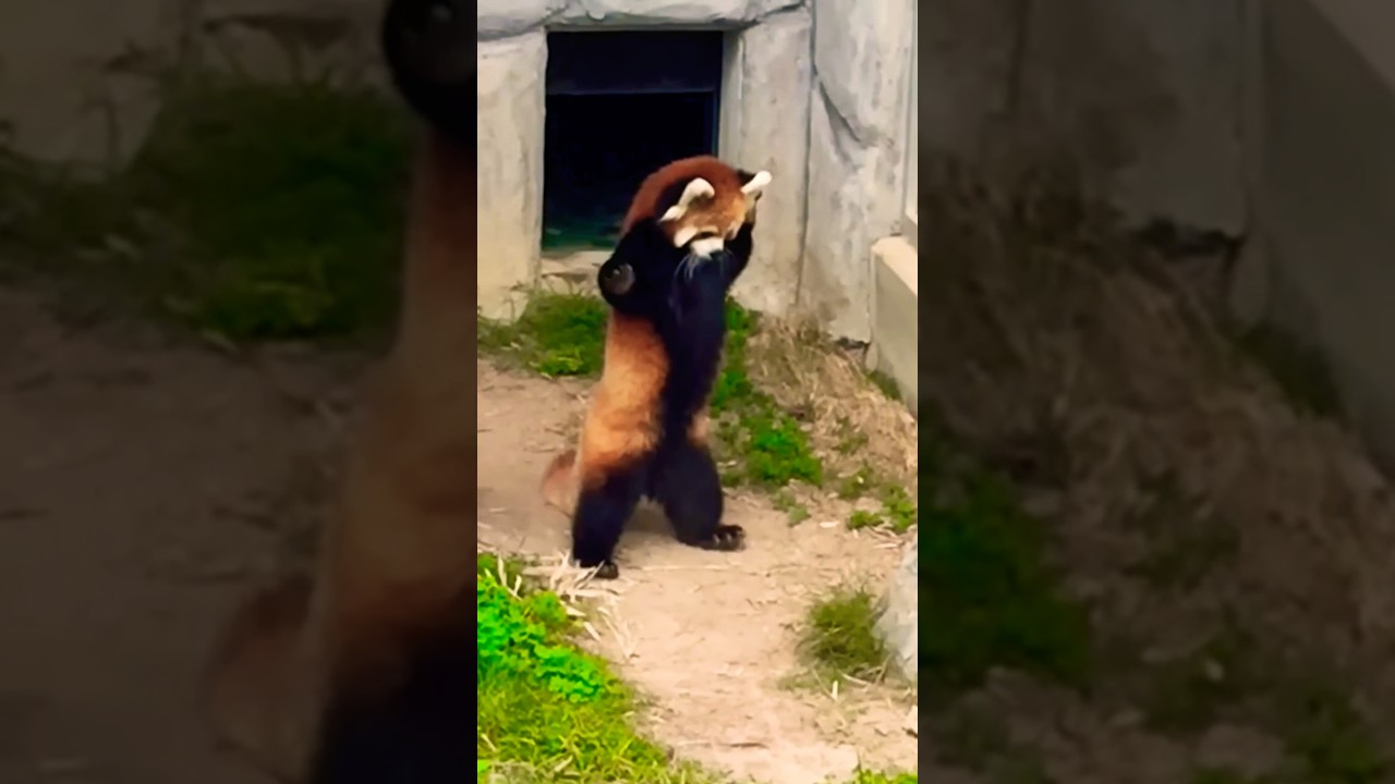 "Bear's Monster Dance Fail" 