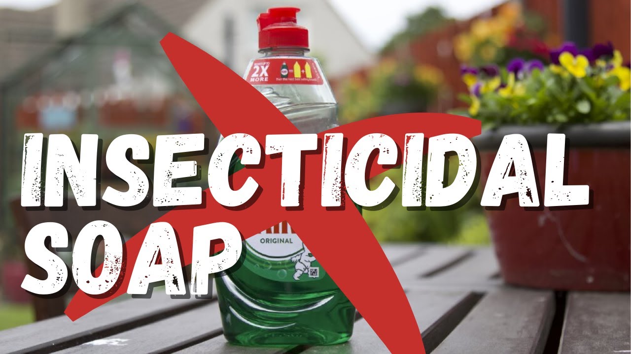 Insecticidal soap: clearing up the confusion about dish soap - YouTube