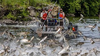 Top The Most Satisfying Catch Fish Videos - Traditional Big Fishing Skill in The Beautiful River