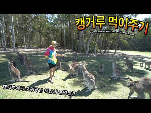 I was surrounded by Kangaroos!