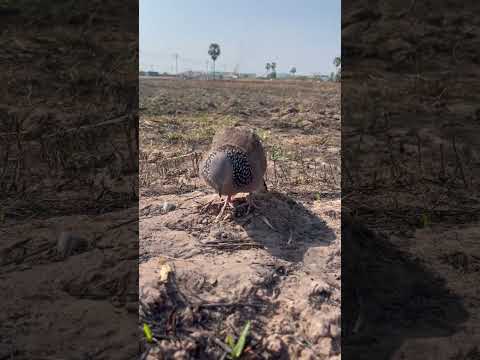 Birt Tone 660 Birds Dove Automobile 