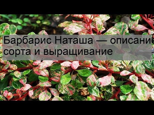 Барбарис Наташа — описание сорта и выращивание - YouTube