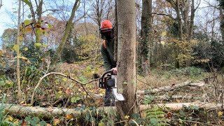 Felling Some Dead Ash Trees