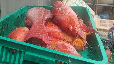 ice for fish use only