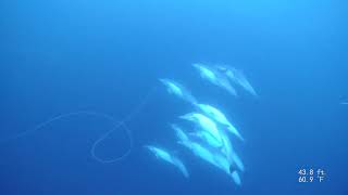 Line dive with dolphins