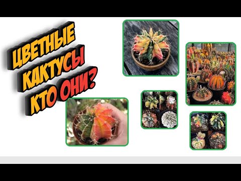 Обзор Вариегатных кактусов - Уход за кактусами