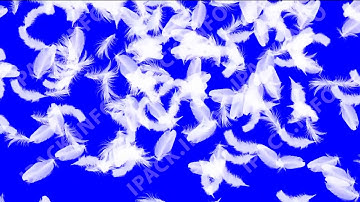 Falling feather on blue screen. Video background footage falling fluff in fall, angel feathers.