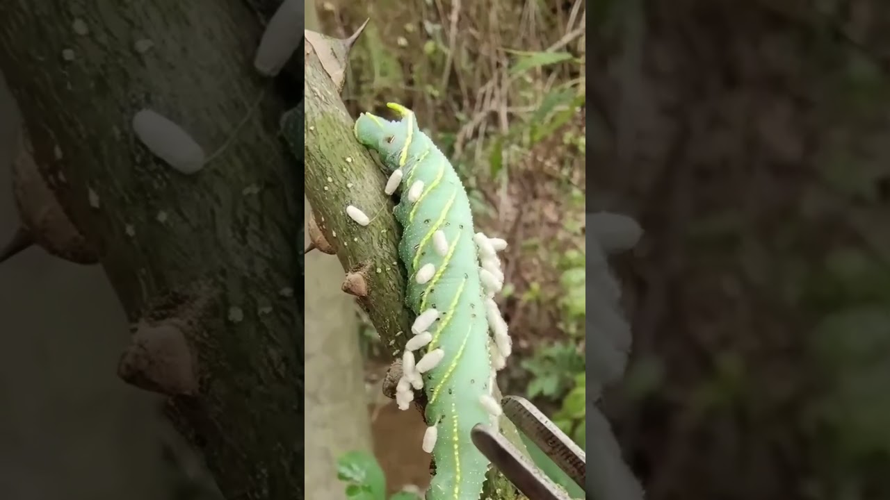 Избран паразитическими осами