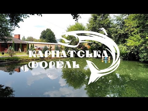 Карпатська форель