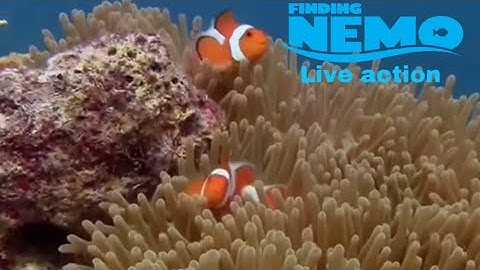 Buscando a Nemo live action/ parte 1
