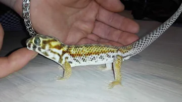Сцинковый геккон  Teratoscincus scincus