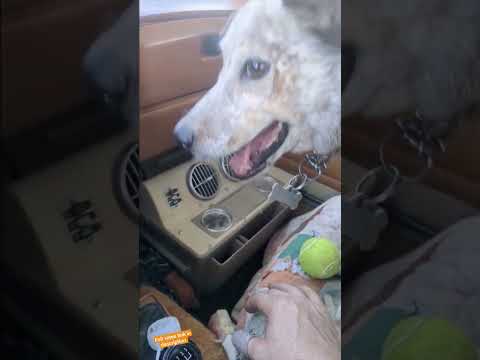 Car Swamp Cooler