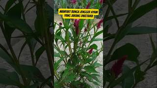 Download Lagu 8 Manfaat bunga jengger ayam untuk kesehatan. #shortvideo #shorts #manfaatkesehatan #jenggerayam MP3