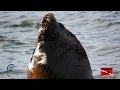 Valdes, ballenas franca austral y lobo de mar a 1 pelo-version Española