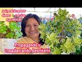 Aeonium Kiwi Trasplante y  propagacion |Una forma de ganar dinero con tus suculentas