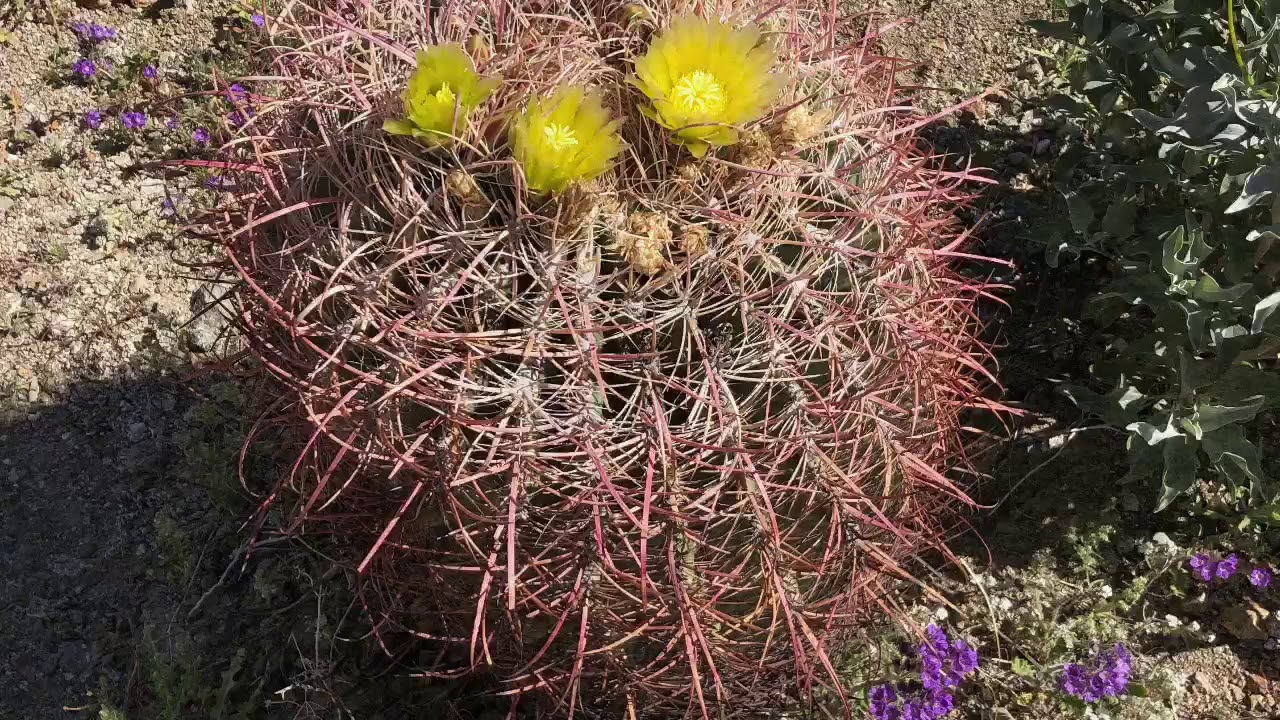 Hiking The La Quinta Cove