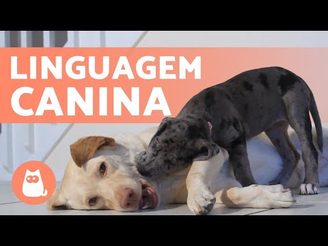 Vídeo: Comunicação Canina: Como Interpretar O Cão