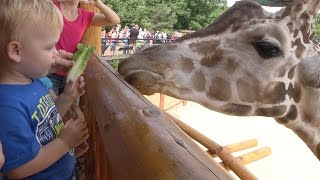 Giraffe Feeding Station at Como Zoo