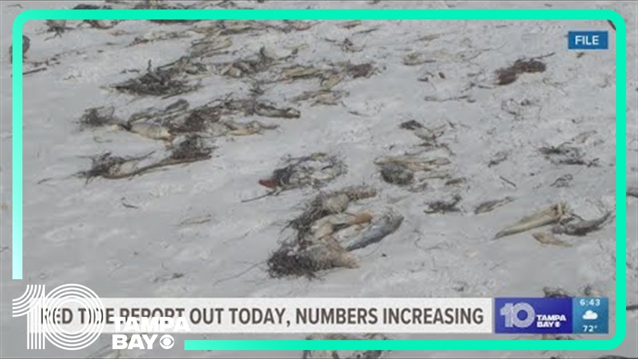 Levels of red tide increasing across Tampa Bay region