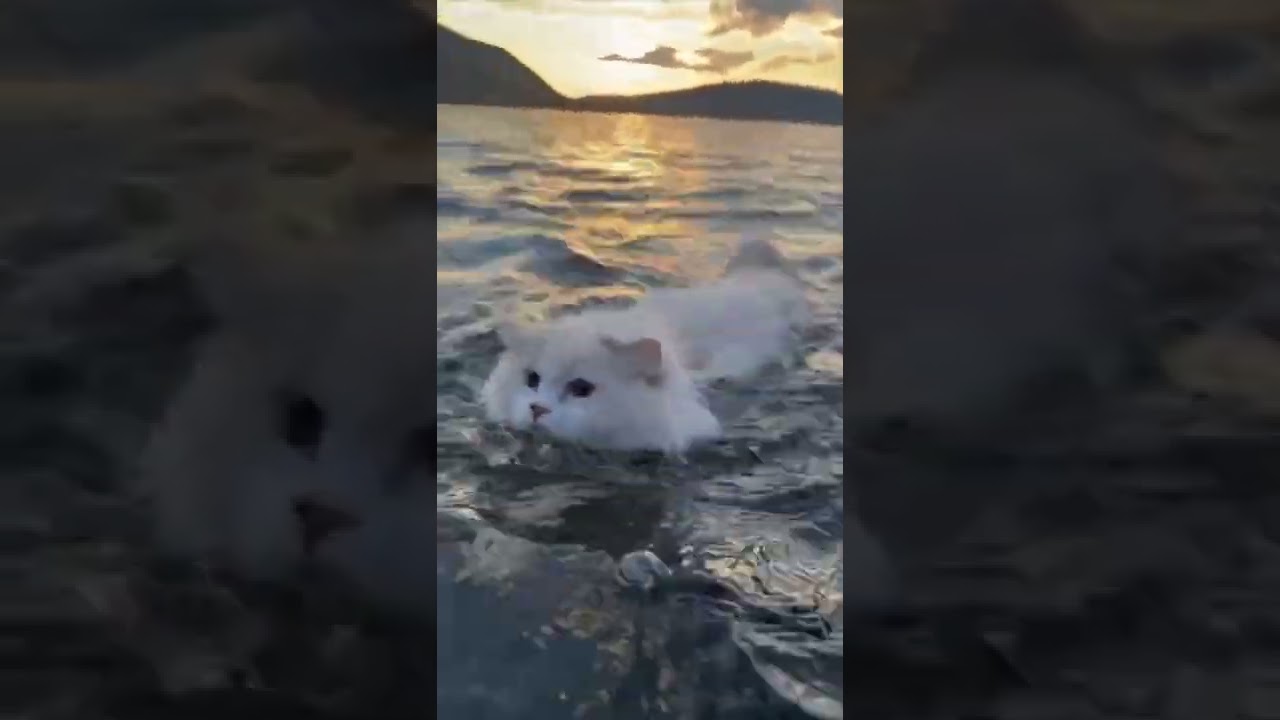 cute cat swimming in ocean