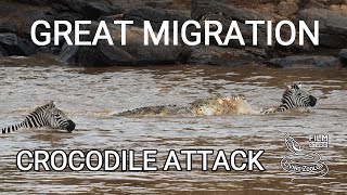 Great migration of wildebeests, Mara river crossing with crocodile attack, wildlife Kenya