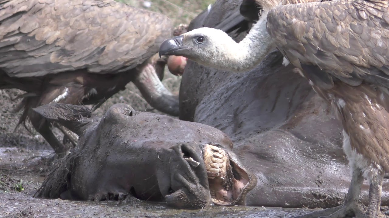 Carroñada en Urbia, Guipuzcoa - YouTube