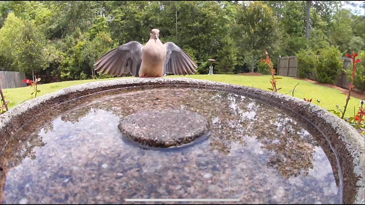 Backyard birdbath camera YouTube