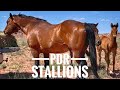 MEET THE 11 STALLIONS OF THE PDR!! #breedingstallions #studhorses #aqha