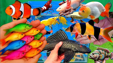 Video tổng hợp cá cảnh đẹp, vịt, vịt con, cá koi, cá trê, ếch con, cá lóc, cá vàng