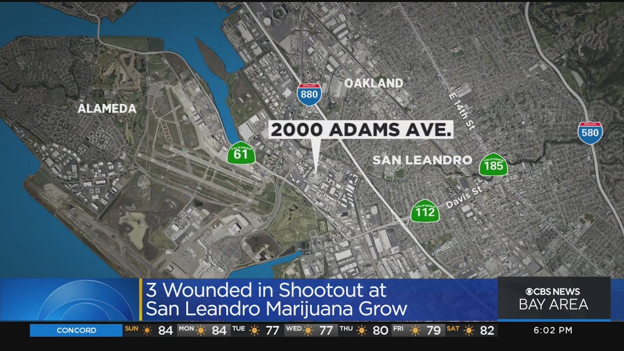 3 injured, including 2 critically, in shootout during robbery at San Leandro marijuana grow