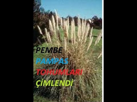 Video: Pampa Otu Bitkileri - Pampa Otundan Nasıl Kurtulabilirim