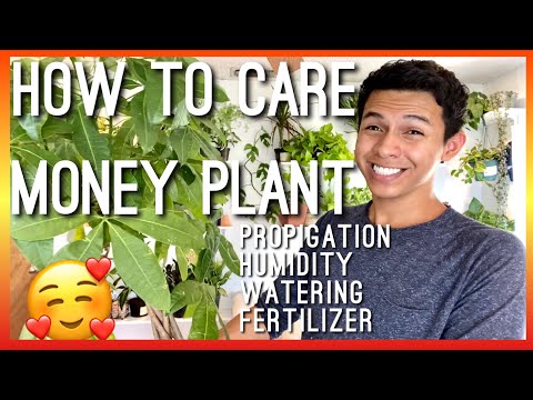 HOW TO CARE FOR A MONEY TREE PLANT! PROPAGATION, WATERING, FERTILIZER, TEMPERATURE u0026 HUMIDITY NEEDS