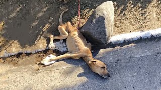 Tied Up In The Hot Sun, He Can't Stand But Bowed His Head Begging Pedestrian To Give Him Water...