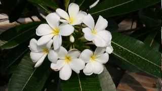 The national flower of laos is champa or plumeria flower.
http://saodarly.com/flowers-and-plants/